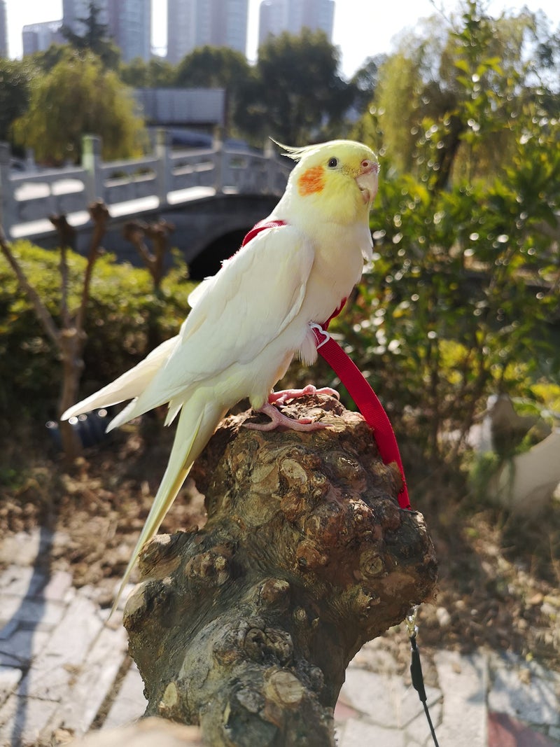 VANTRONIK Adjustable Bird Harness with 80 Inch Leash, Outdoor Flying Kit Training Rope for Bird Parrots Cockatiel S Size Weight 70-120 Grams, Burgundy Red - Image 5
